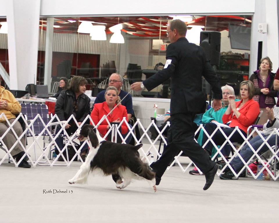 "William" (Ch. Cerise Prince of Wales) and Chris Berg at the Oct 28-Nov.2 ESSFTA National Specialty at Purina Farms in St. Louis, MO.   "William" was awarded an Award of Merit in Best of Breed with over 80 Specials.  We are so proud of him and Chris for a superb showing. 